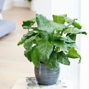 35 - 45cm Calathea Network Prayer Plant 14cm Pot House Plant