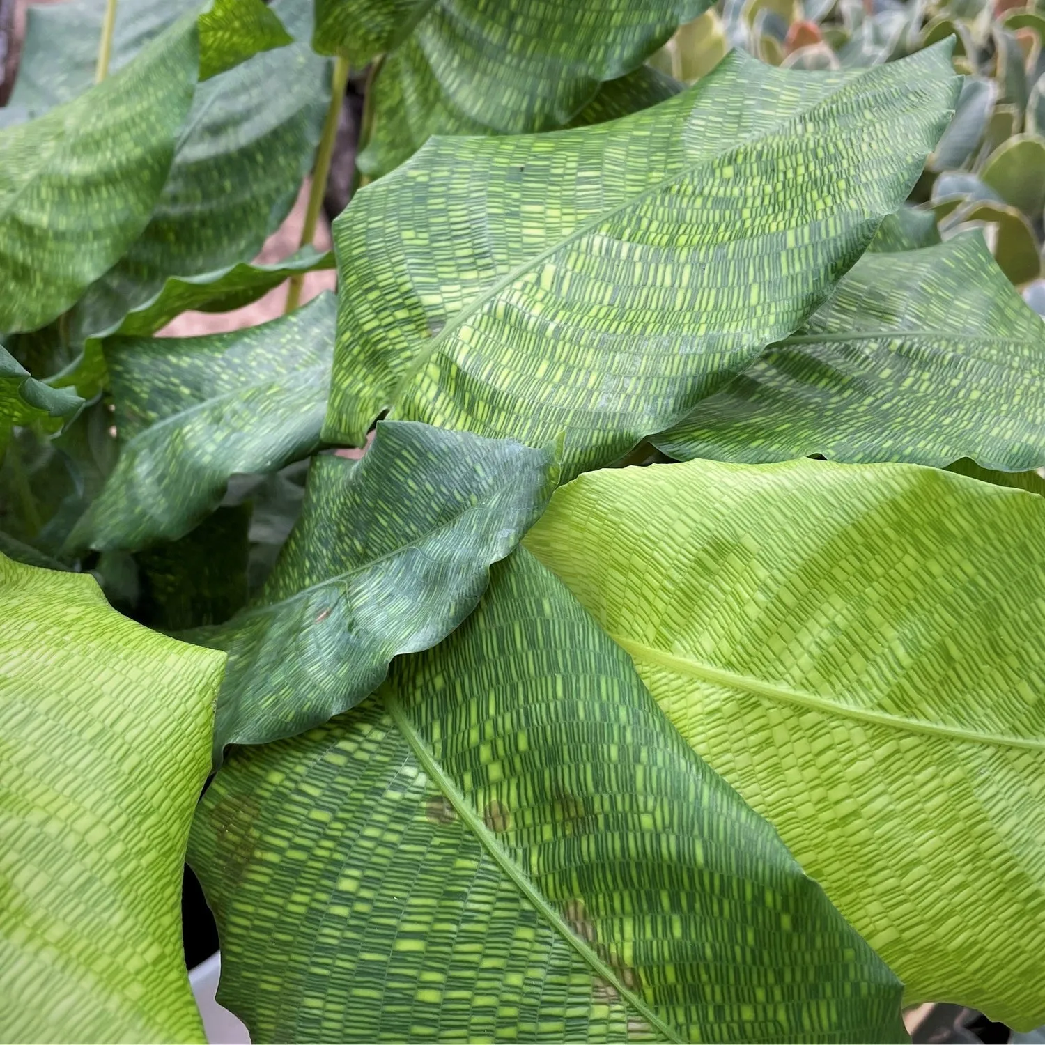 35 - 45cm Calathea Network Prayer Plant 14cm Pot House Plant